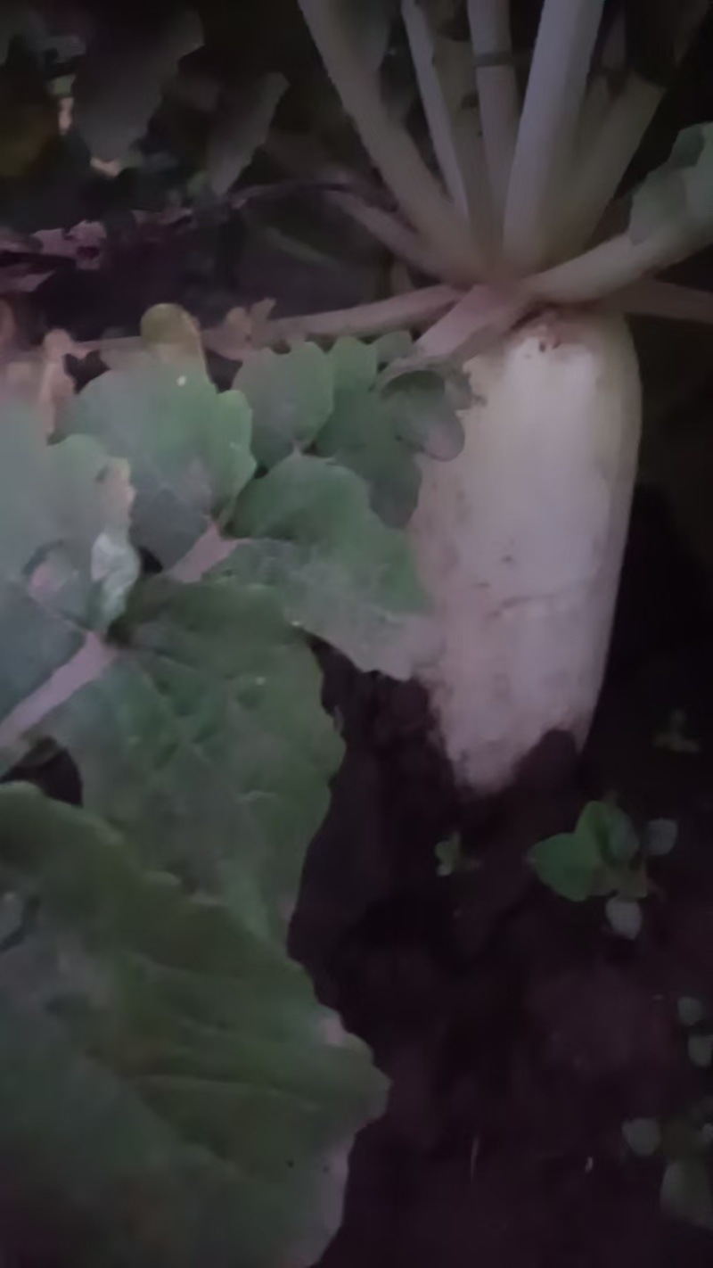 白萝卜，刚刚上市，量大，装车快