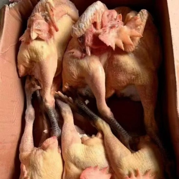 青脚麻鸡