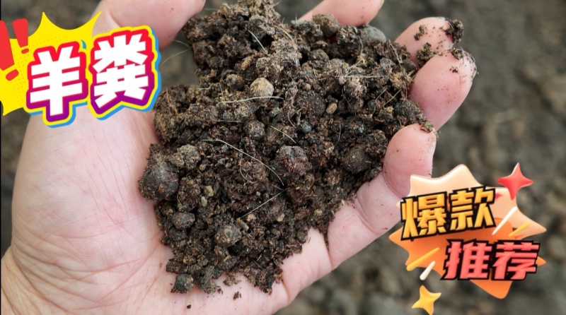 发酵羊粪，羊粪有机肥，果树施肥，土壤改良