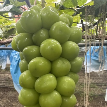 精品阳光玫瑰山东潍坊入库货嘎嘎硬