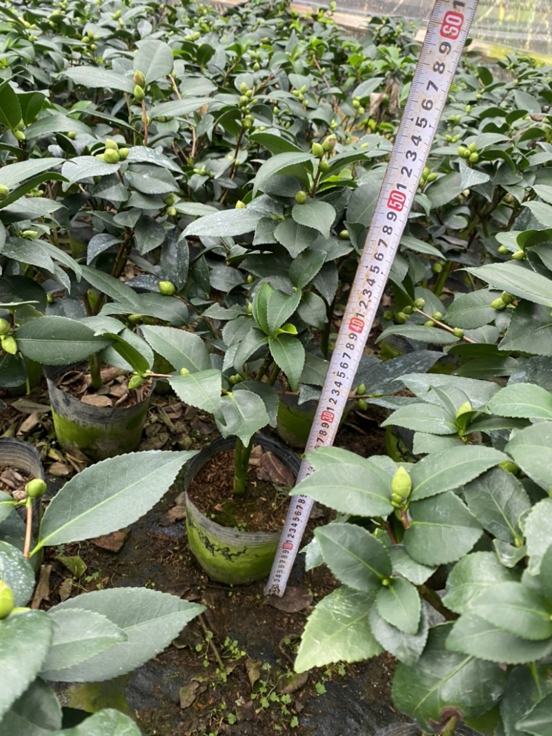 茶花香妃18杯高度45左右