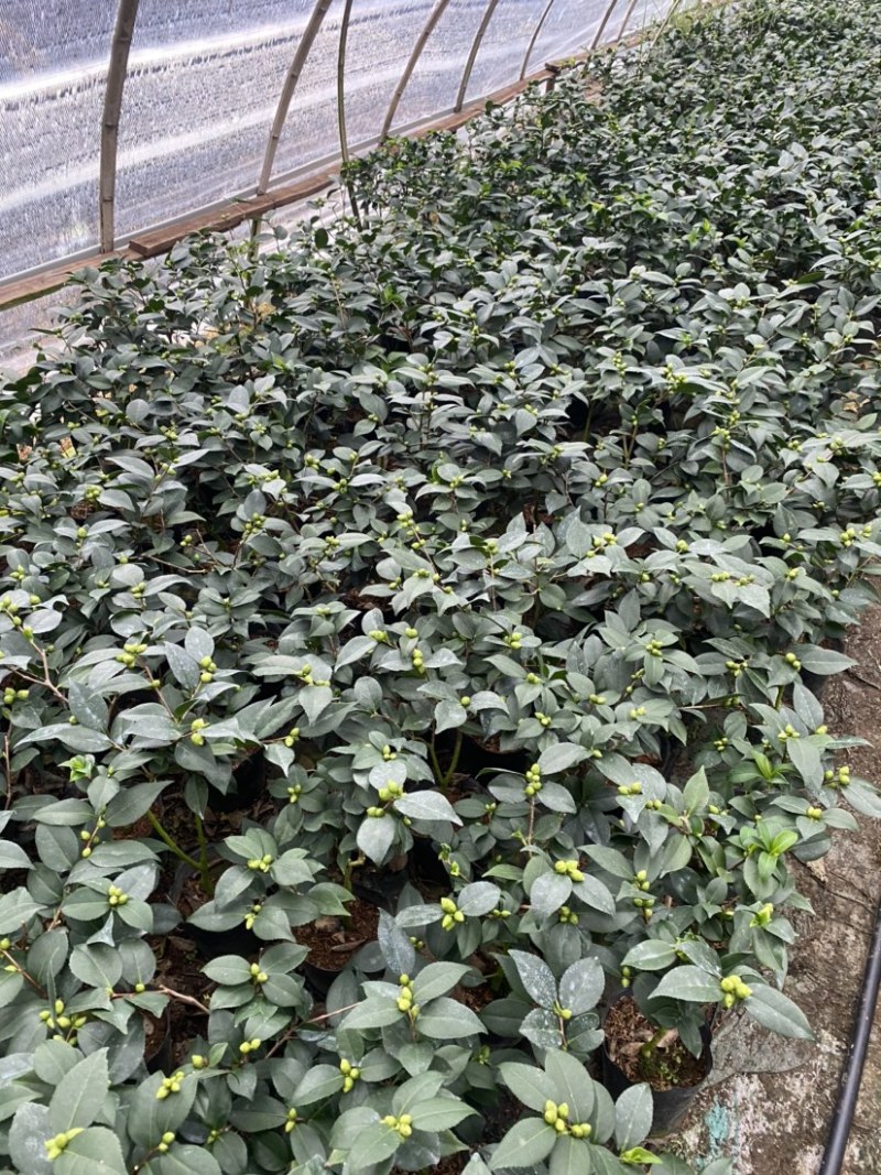 茶花香妃18杯高度45左右