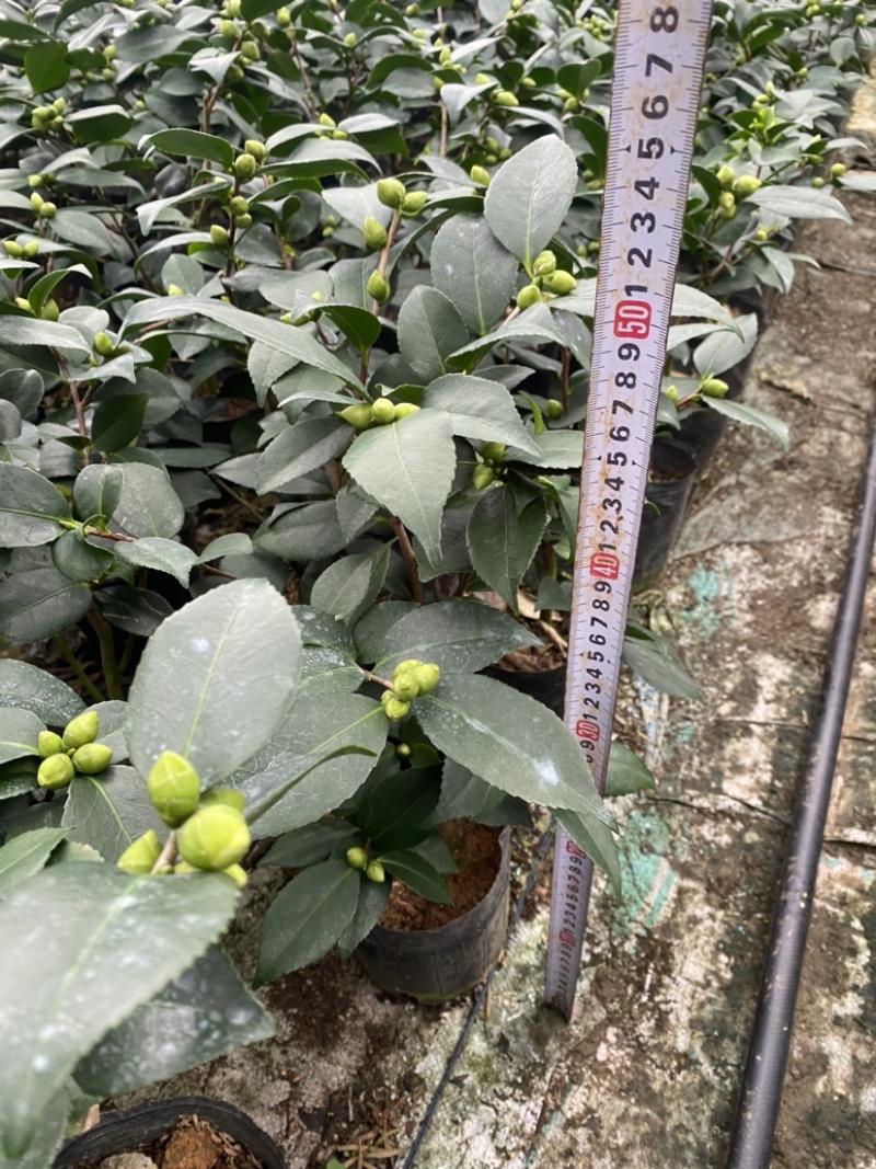 茶花香妃18杯高度45左右