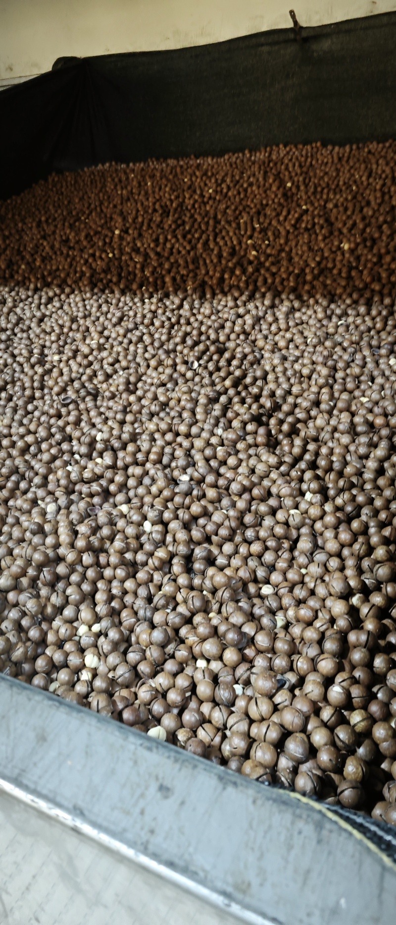 坚果2025年夏威果，商超，电商货大量供应，欢迎来电洽谈