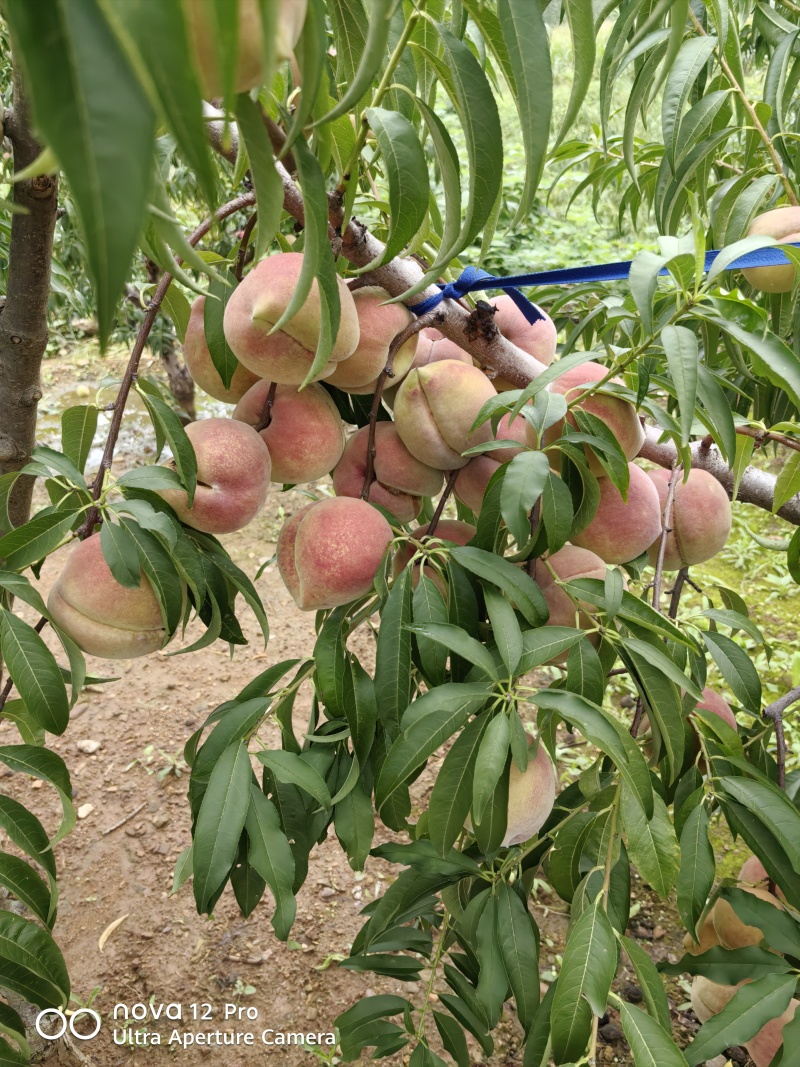 供应大量沂蒙山冬桃