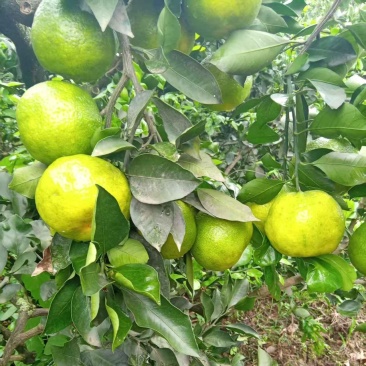 雁江蜜橘，早熟蜜橘