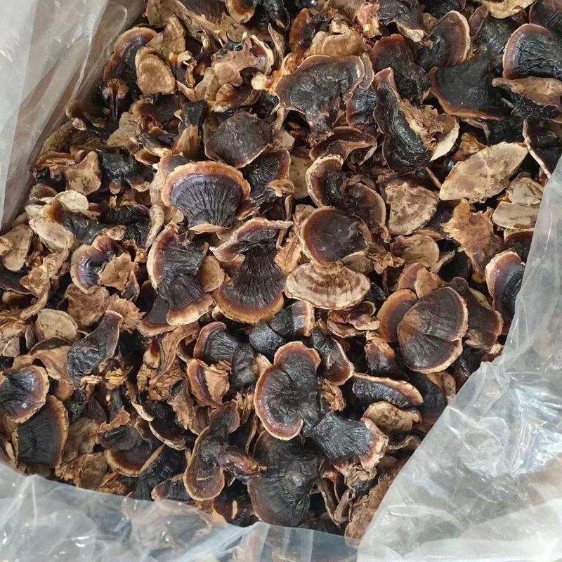 金边灵芝小个灵芝整朵家种中药材合作共赢诚信经营