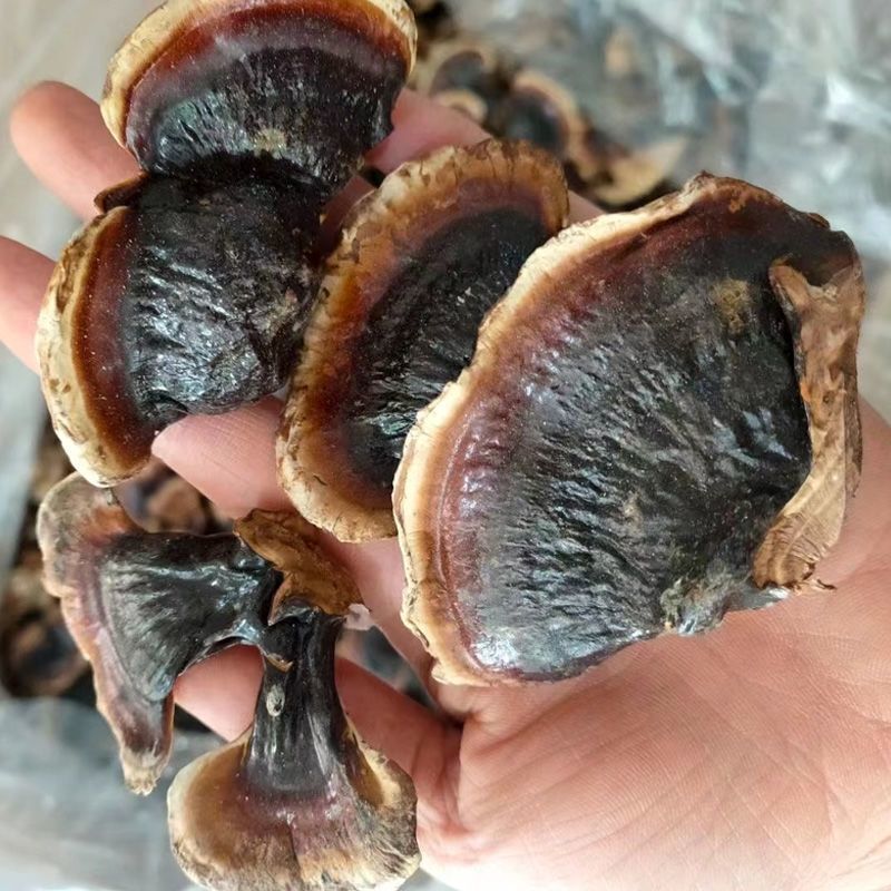 金边灵芝小个灵芝整朵家种中药材合作共赢诚信经营