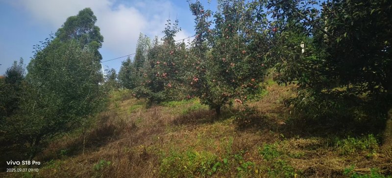 云南红香酥梨大量上市产地直发量大从优欢迎来电咨询