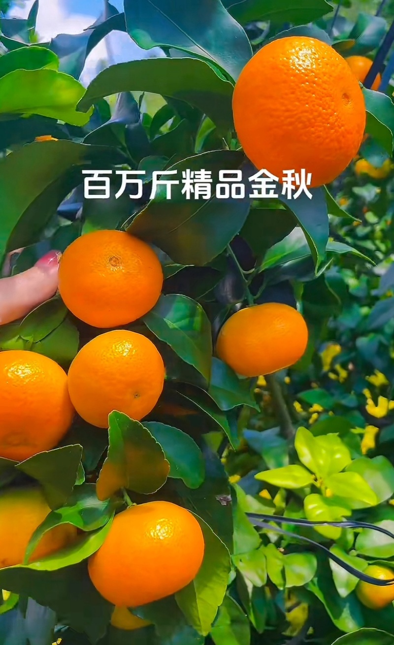 金秋沙糖桔