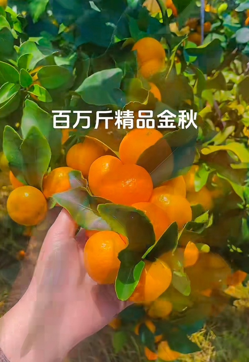 金秋沙糖桔