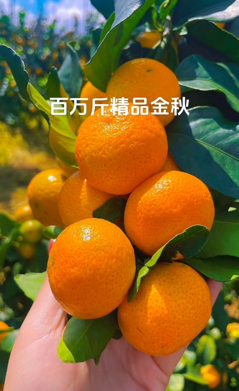 金秋沙糖桔