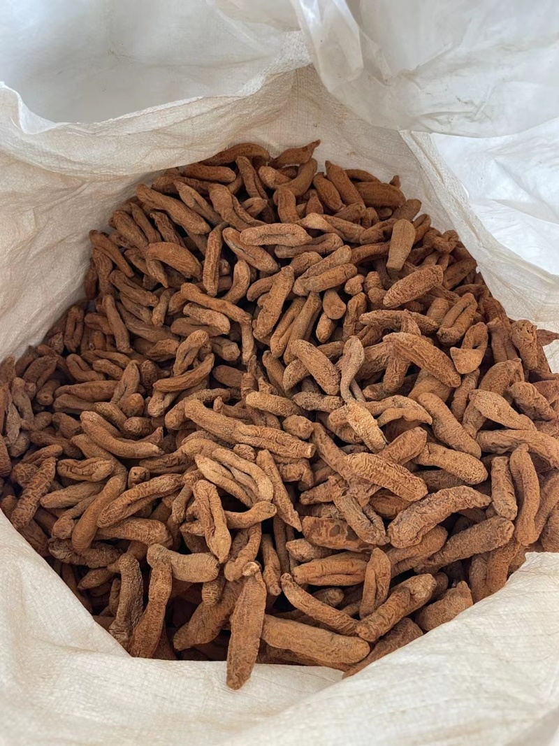 纯干茄参高涨发口感好海茄子海地瓜中号纯干