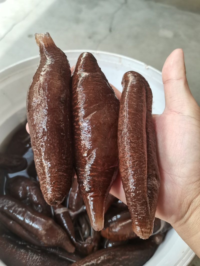 纯干茄参高涨发口感好海茄子海地瓜中号纯干