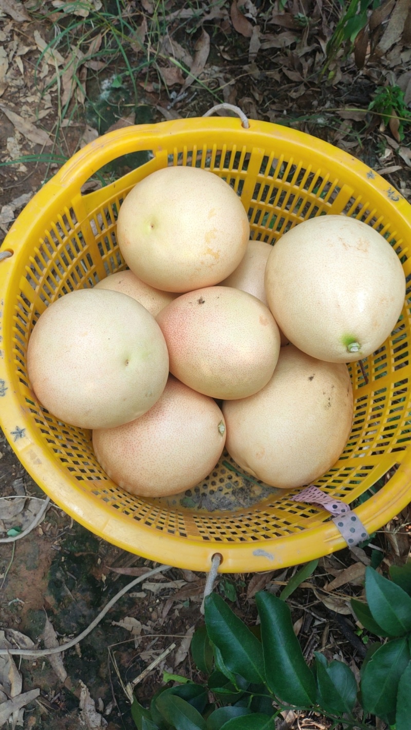 广西象州县，三红密柚，大批量上市，果皮干净，水份足，欢迎