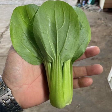 小青菜