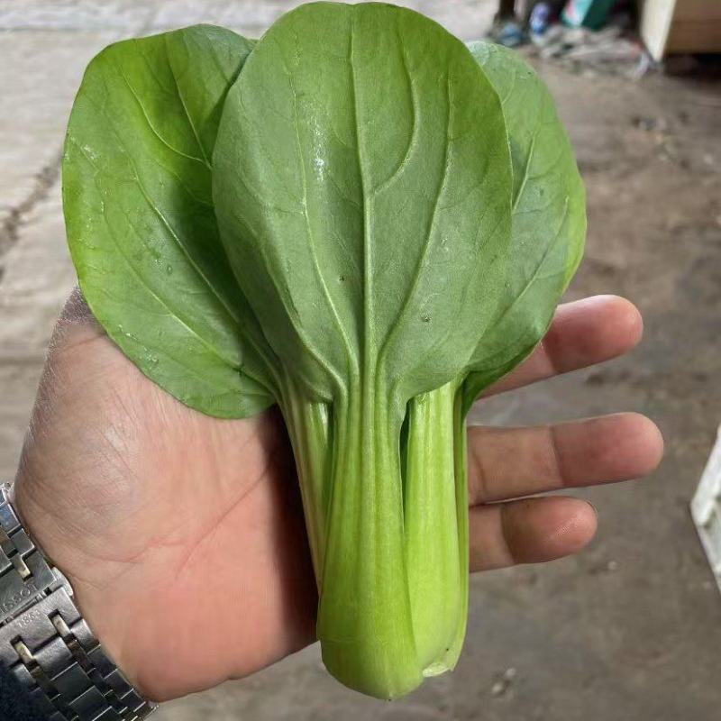小青菜