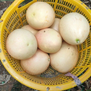 广西象州县，三红密柚，大批量上市，果皮干净，水份足，欢迎