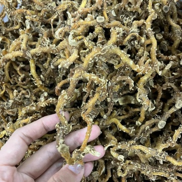 玉竹大条无硫干货无碎山货直播供应大货批发代发玉竹干条稳定