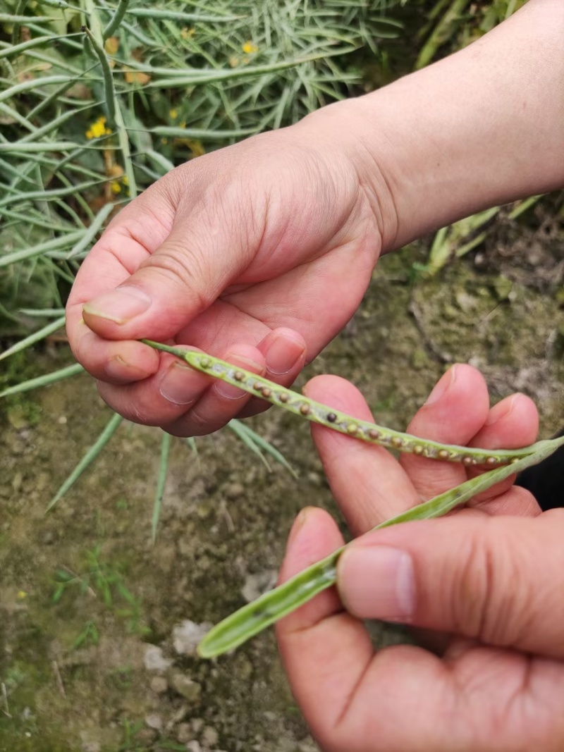 万德科技万德油1号油菜种子产量高抗性好分枝强油菜籽种子