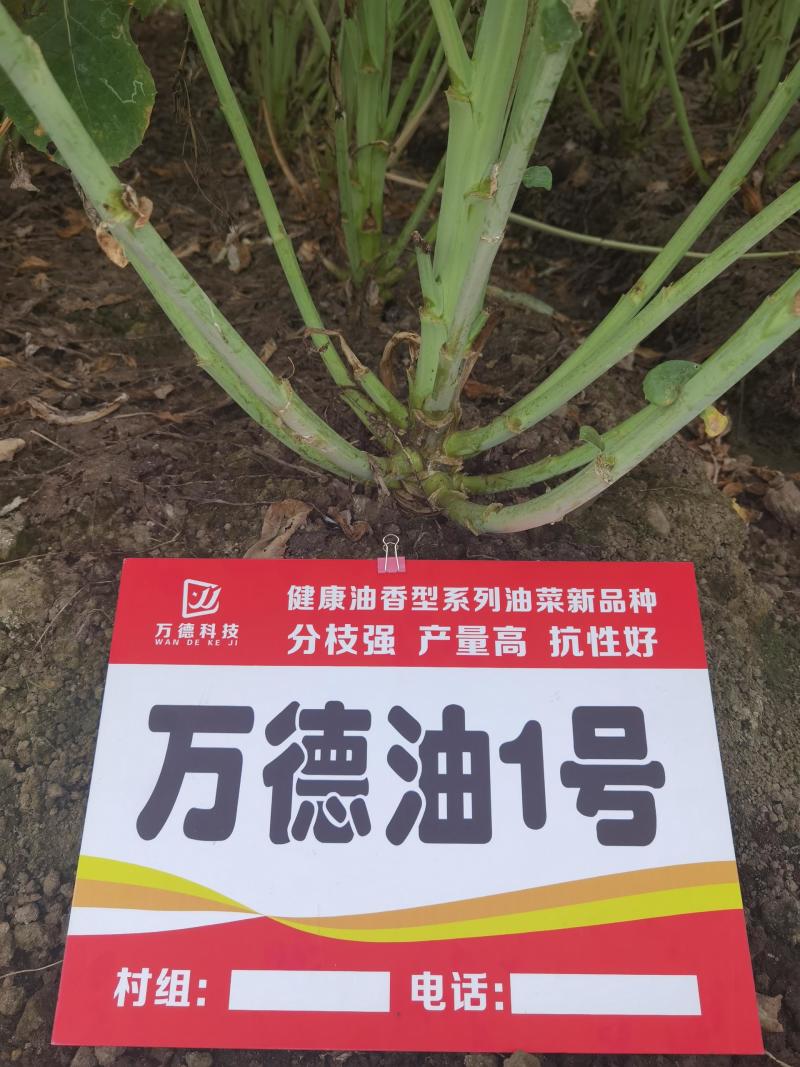 万德科技万德油1号油菜种子产量高抗性好分枝强油菜籽种子