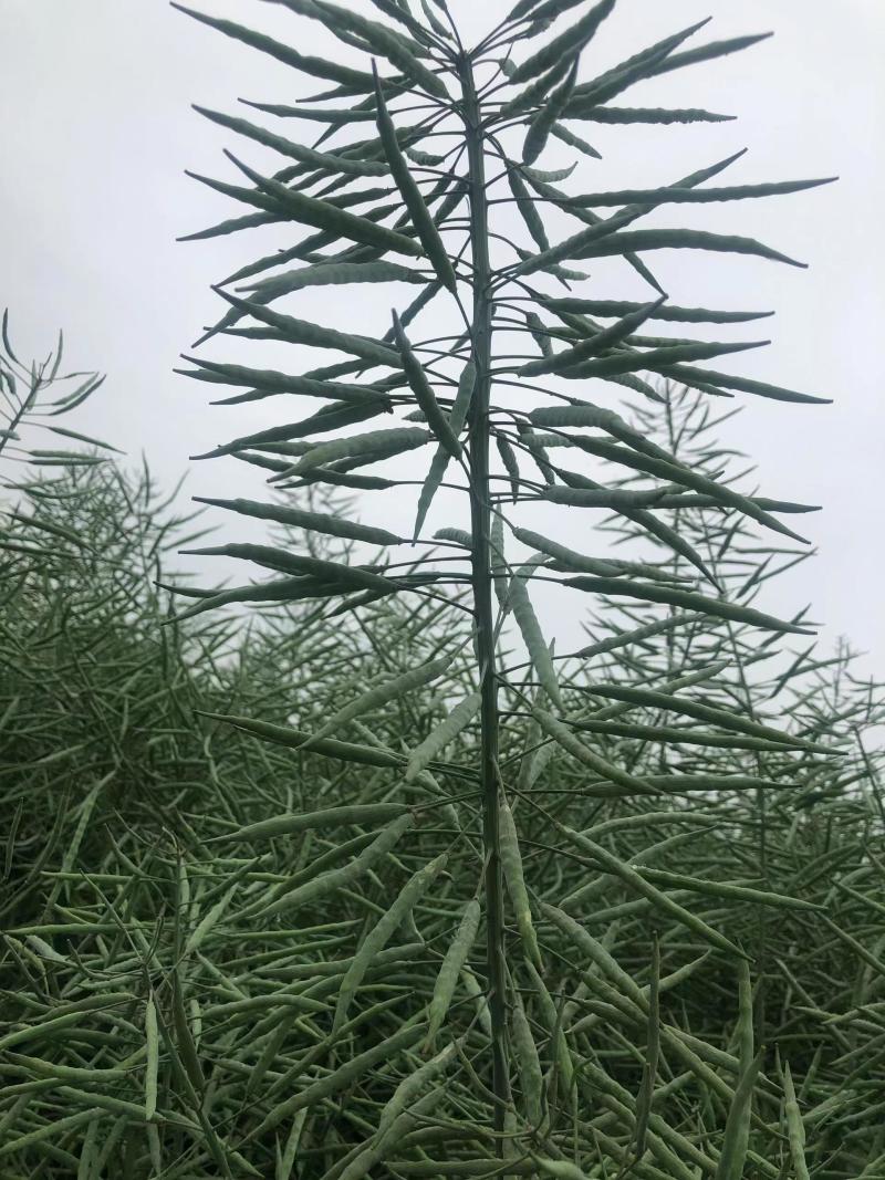 万德科技万德油1号油菜种子产量高抗性好分枝强油菜籽种子