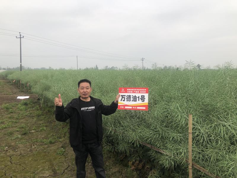 万德科技万德油1号油菜种子产量高抗性好分枝强油菜籽种子