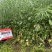万德科技万德油1号油菜种子产量高抗性好分枝强油菜籽种子