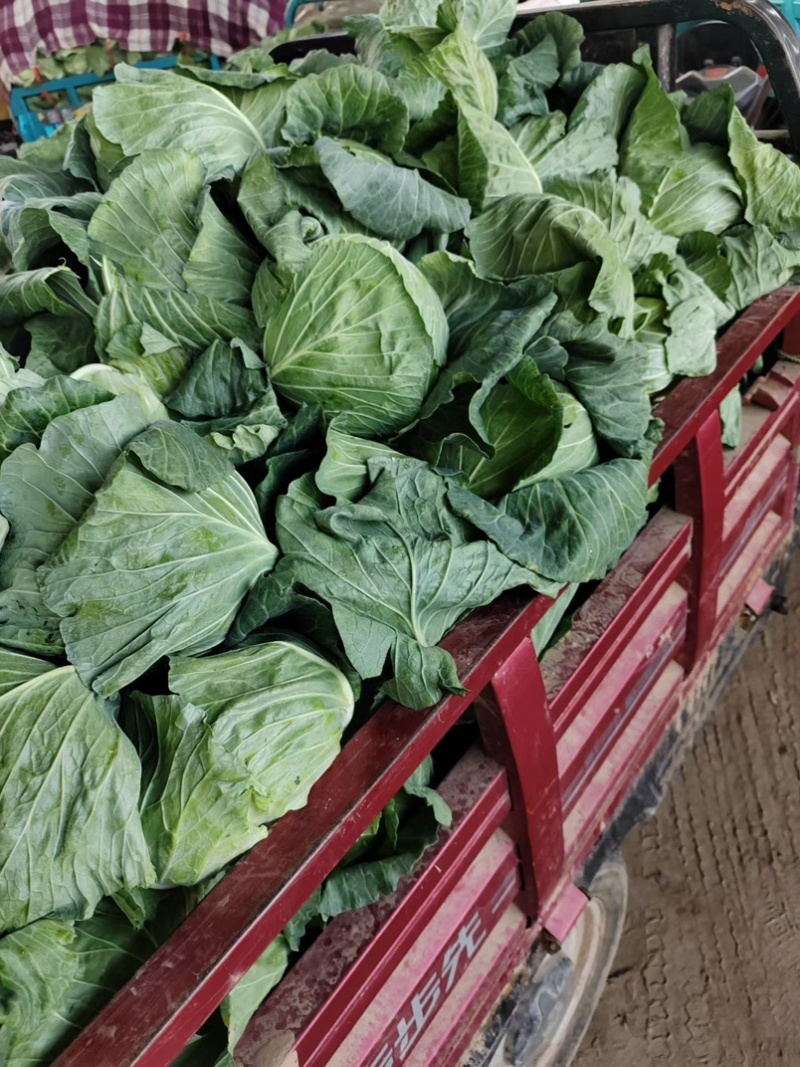 墨玉包菜开封包菜自家基地一手货源保质保量价格低