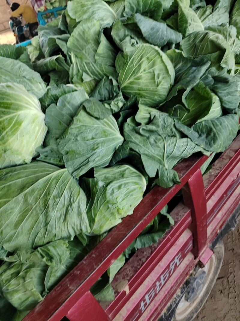 墨玉包菜开封包菜自家基地一手货源保质保量价格低