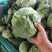 墨玉包菜开封包菜自家基地一手货源保质保量价格低