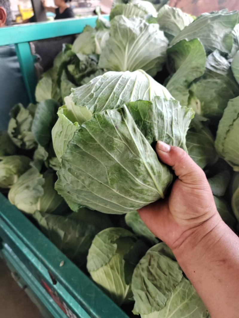 墨玉包菜开封包菜自家基地一手货源保质保量价格低