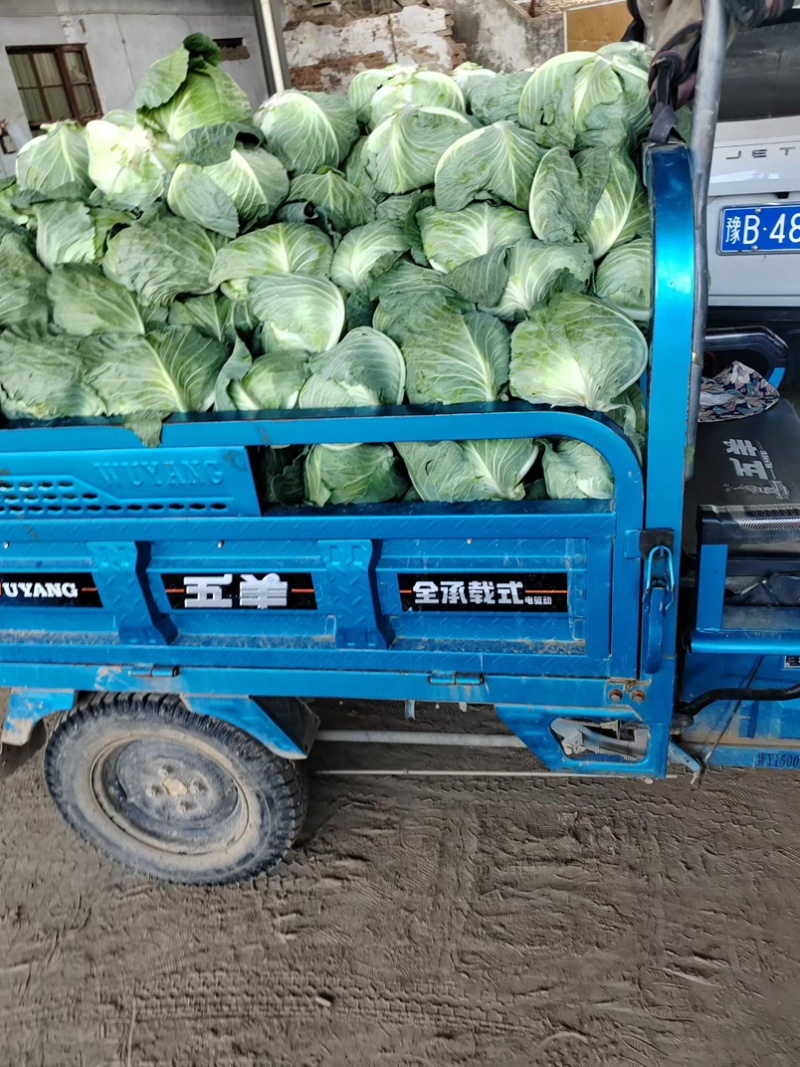 墨玉包菜开封包菜自家基地一手货源保质保量价格低