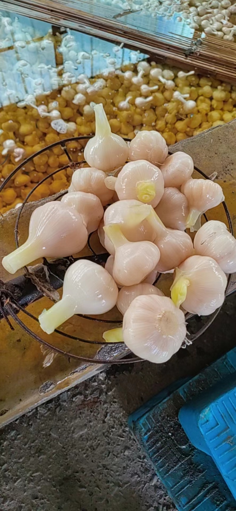 【糖蒜】河间市酱菜厂，源头货，可溯源，批发零售均可。