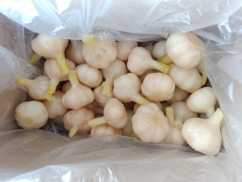 【糖蒜】河间市酱菜厂，源头货，可溯源，批发零售均可。