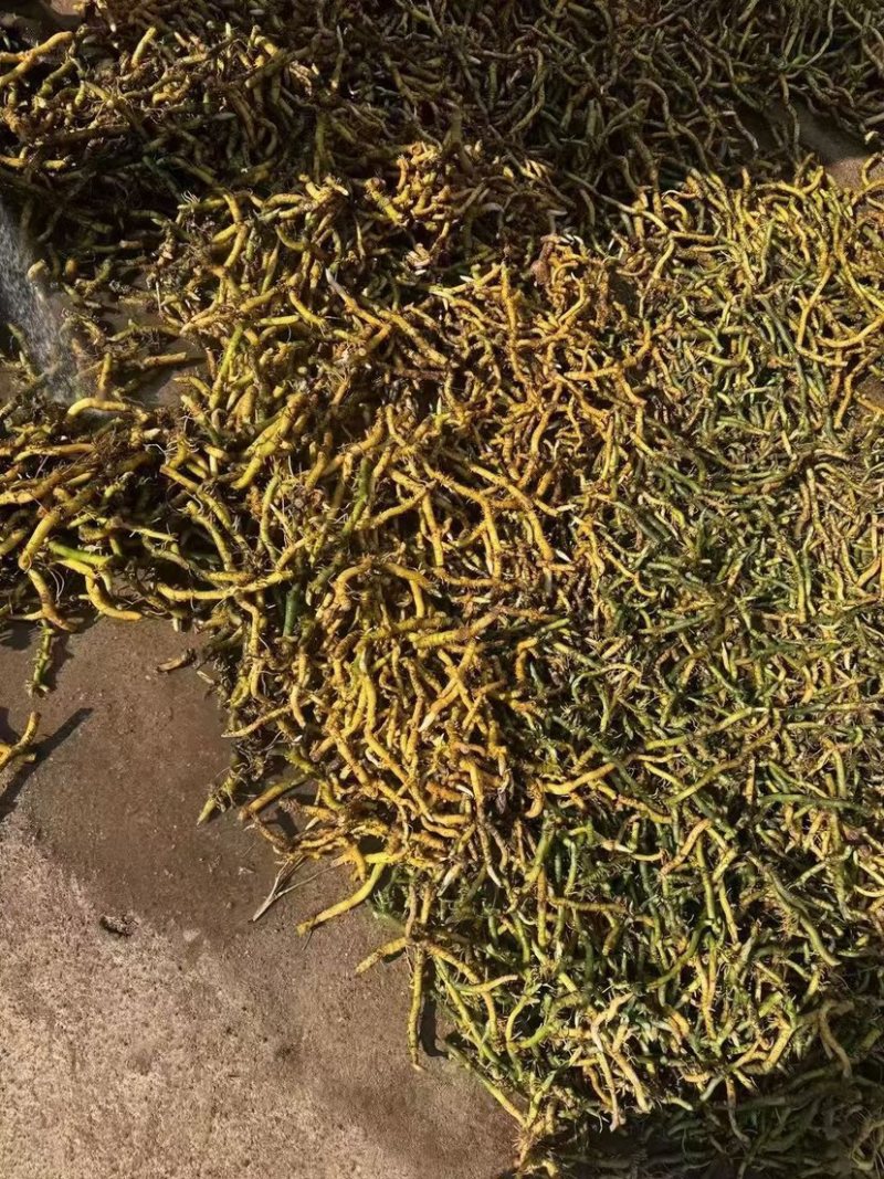玉竹大条无硫干货无碎山货直播供应大货批发代发玉竹干条稳定