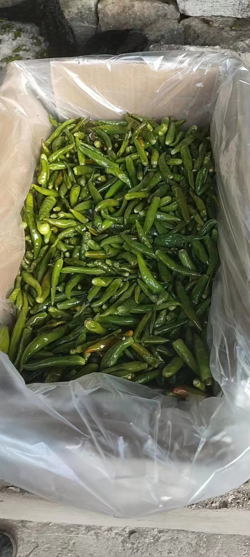 辣椒，河间酱菜厂，所有产品，均可追踪溯源。