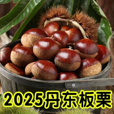 包邮）正宗丹东板栗当季新货新鲜板栗栗子高山农家毛栗子