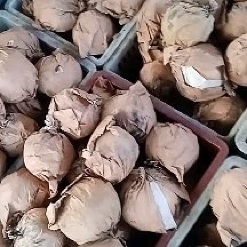 2025年头茬金果梨，皮薄肉厚，核小无渣，抗老化自家果园