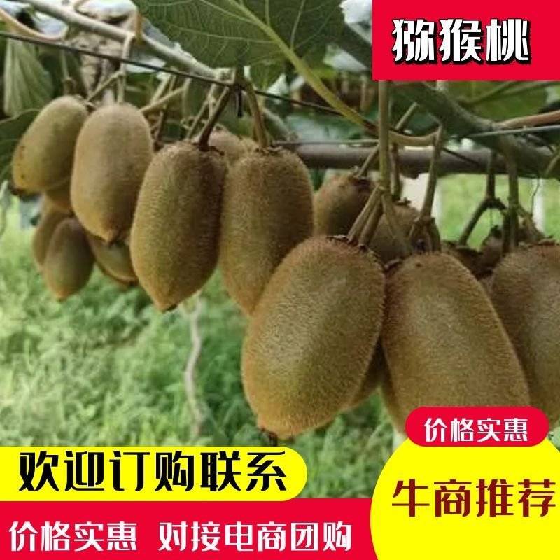 米良一号猕猴桃产地直发日供十万对接商超电商团购批发