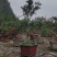 石榴树