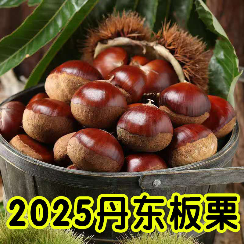 包邮）正宗丹东板栗当季新货新鲜板栗栗子高山农家毛栗子