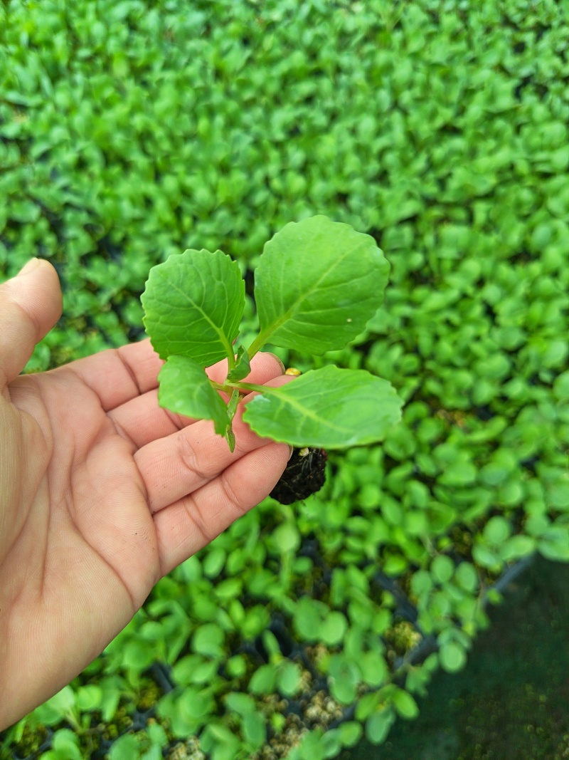 优质甘蓝苗，全国发货，成活率高，欢迎致电，保质保量