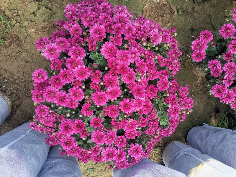 国庆菊，基地批发，量大从优，1加仑盆35-40冠幅