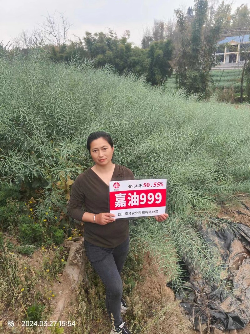 德油新贵矮油典范嘉油999油菜种子含油量50.55%矮杆