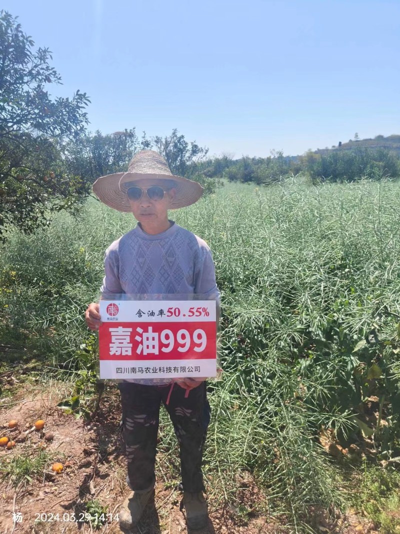 德油新贵矮油典范嘉油999油菜种子含油量50.55%矮杆
