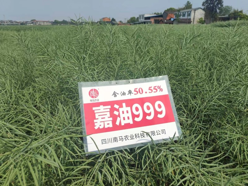 德油新贵矮油典范嘉油999油菜种子含油量50.55%矮杆
