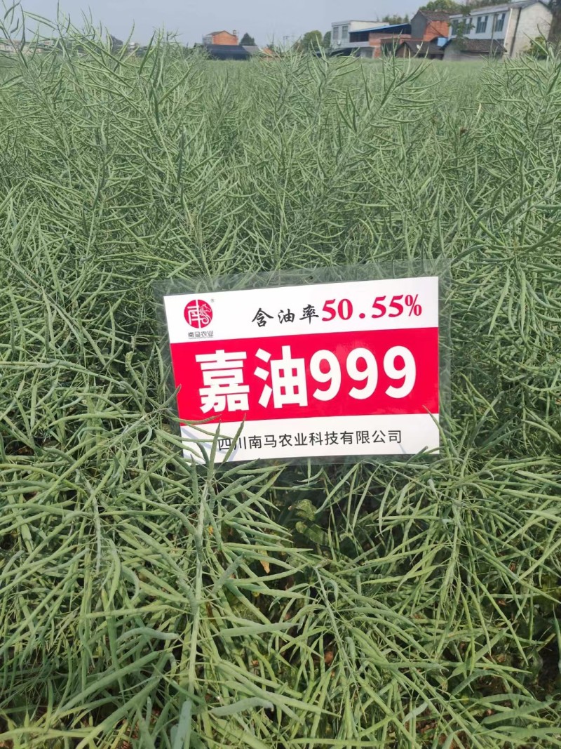 德油新贵矮油典范嘉油999油菜种子含油量50.55%矮杆