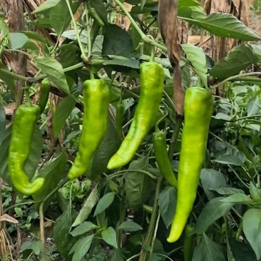 山西灵丘黄皮尖椒