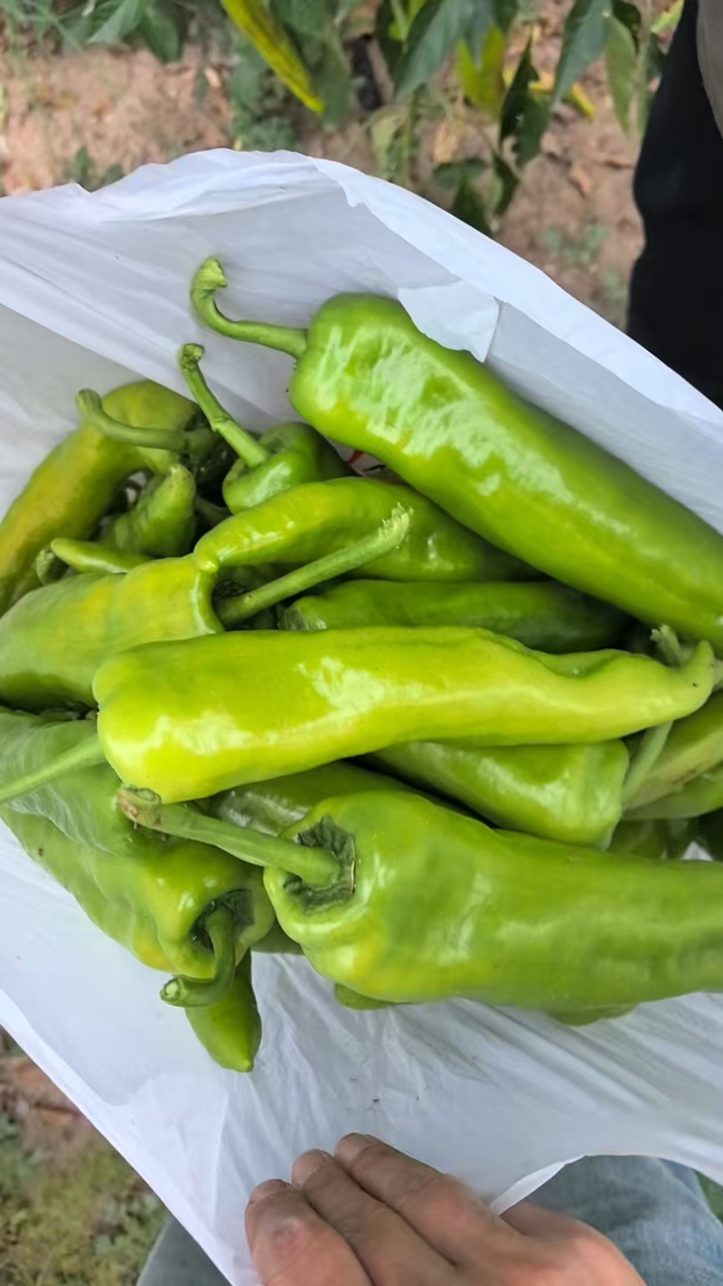 山西灵丘黄皮尖椒